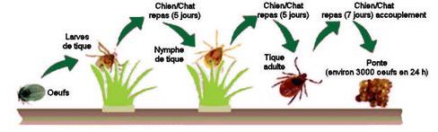 schéma montrant différentes phases - et différents brins d'herbes - dans la vie d'une tique.